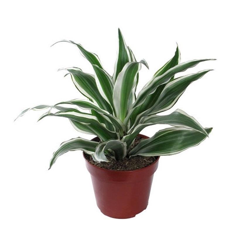 Основное изображение