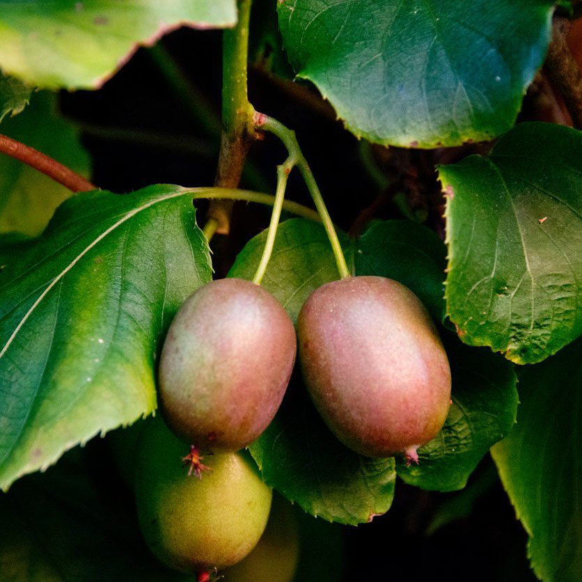 Актинидия аргута Ананасная v2-3 Tim 