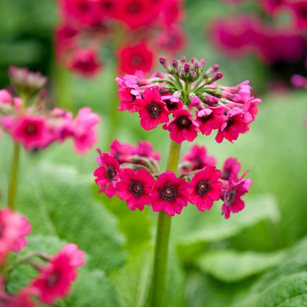 Примула Миллер Кримсон р9 Sw 