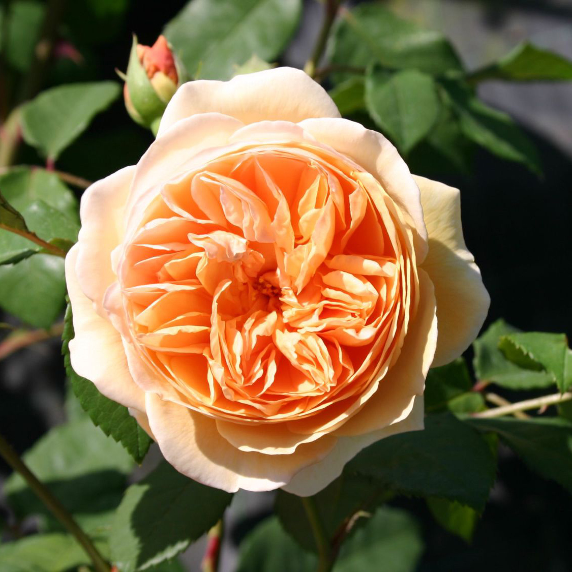 Роза английская Краун Принцесс Маргарэт v6 Tim 