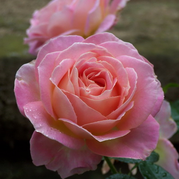 Роза чайно-гибридная ЕЛЛЕ v7 Fr 