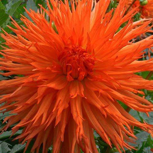 Клубень Георгина Мелз Оранж Мармелад (I) 1 шт 