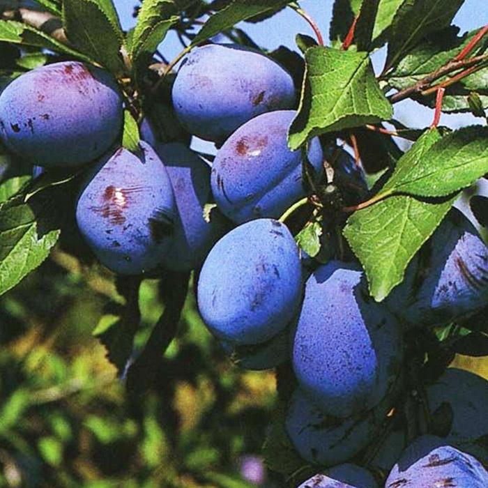 Слива Стенлей v7 100-140 Tim по цене  Слива Стенлей v7 100-140 Tim