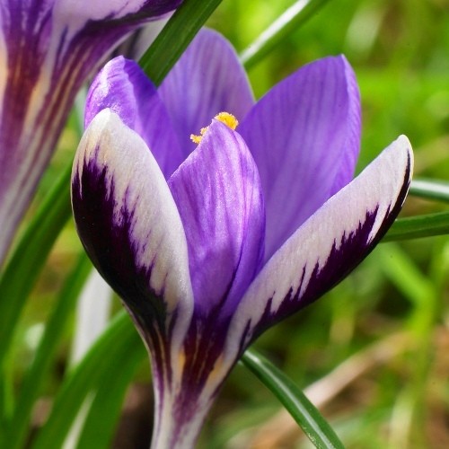 Основное изображение