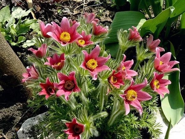 Корневище Прострел обыкновенный Рубра 1 шт Поиск 