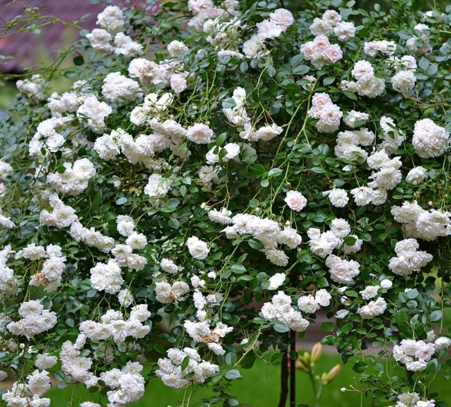 Роза почвопокровная Свани v10 штамб 90см Sav 