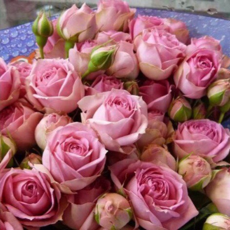 Роза спрей Свит Бабблс v5 Lav 