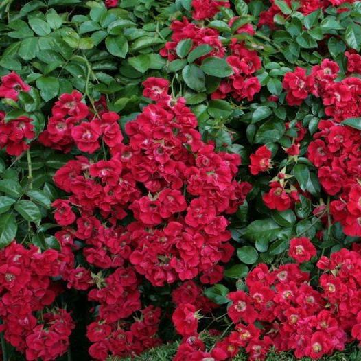 Роза флорибунда Зоммерабенд с5, Tim 