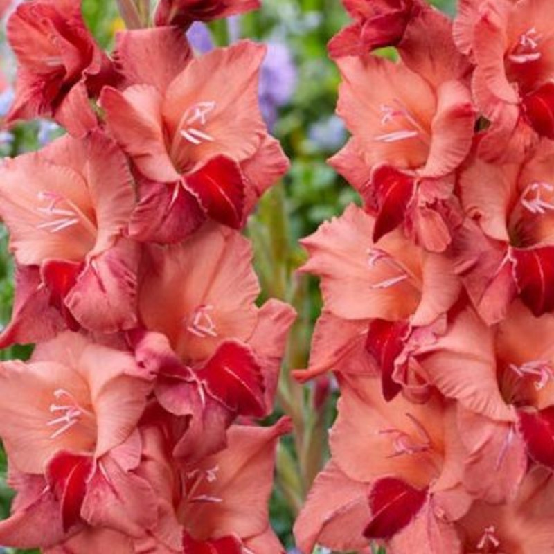 Луковица Гладиолус Соул 12/14  10шт 