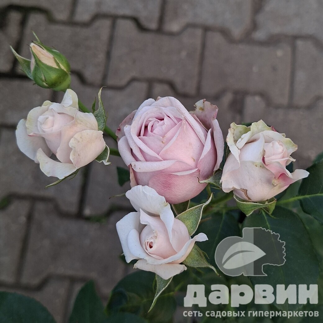 Роза английская Клер роуз v5 Lav 