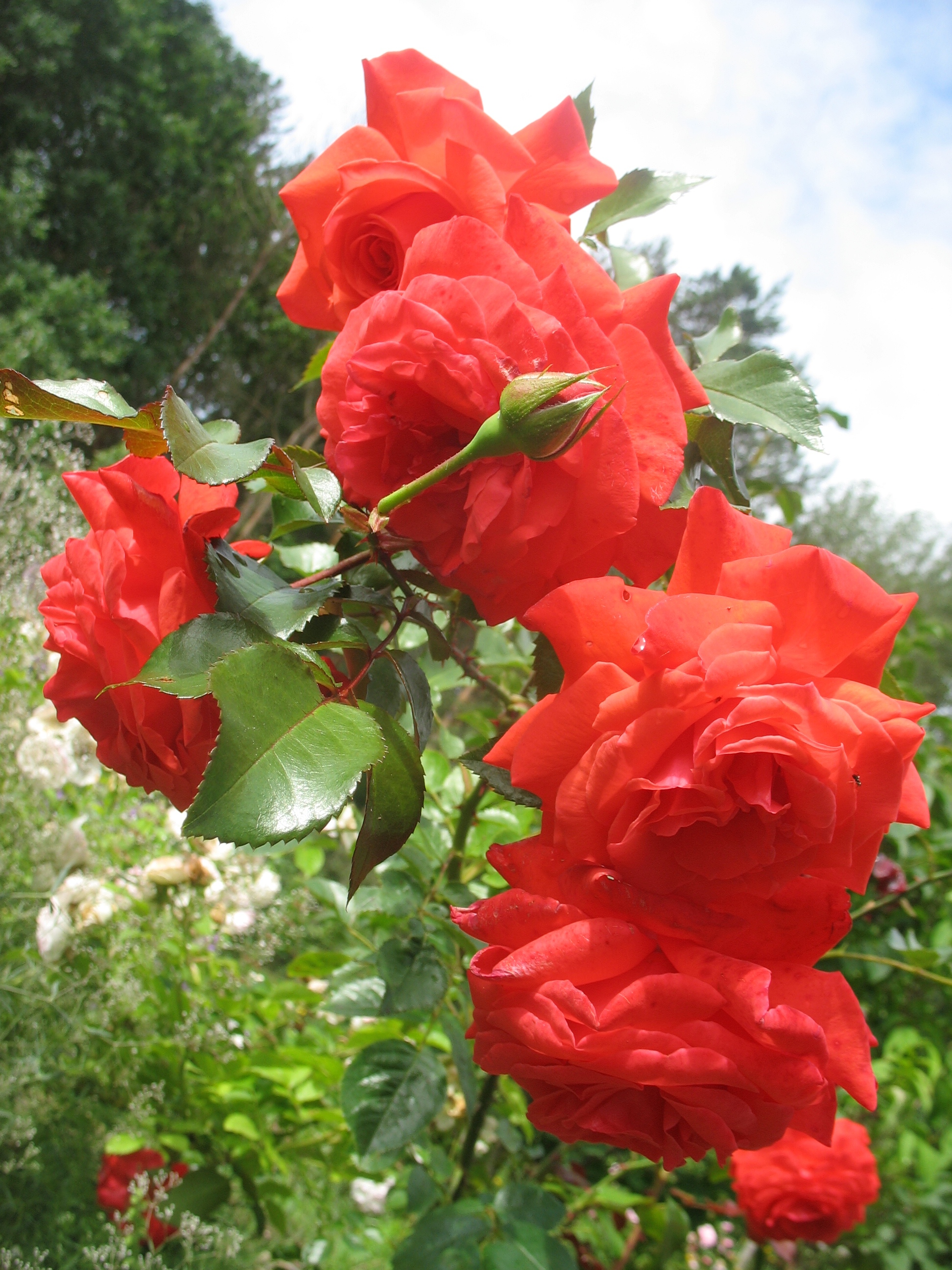 Роза плетистая Салита v5 Lav 