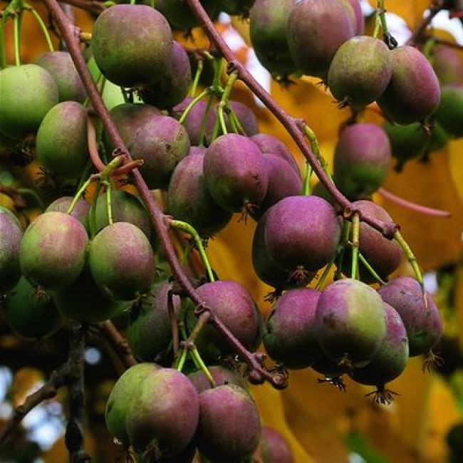 Актинидия аргута Вейки мужская v2-3 Tim 