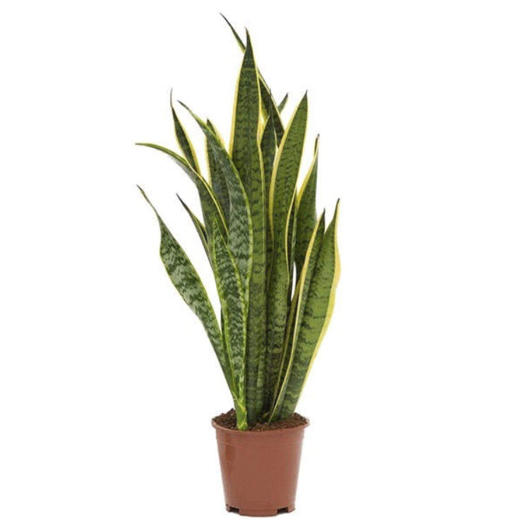 ОсновноеИзображение