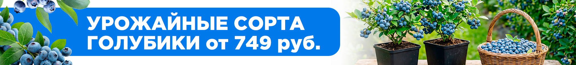 Голубика