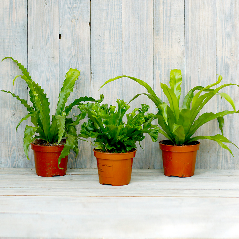 Асплениум d14 h35 