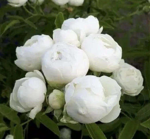 Роза бордюрная Вайт Морсдаг v5 Lav 