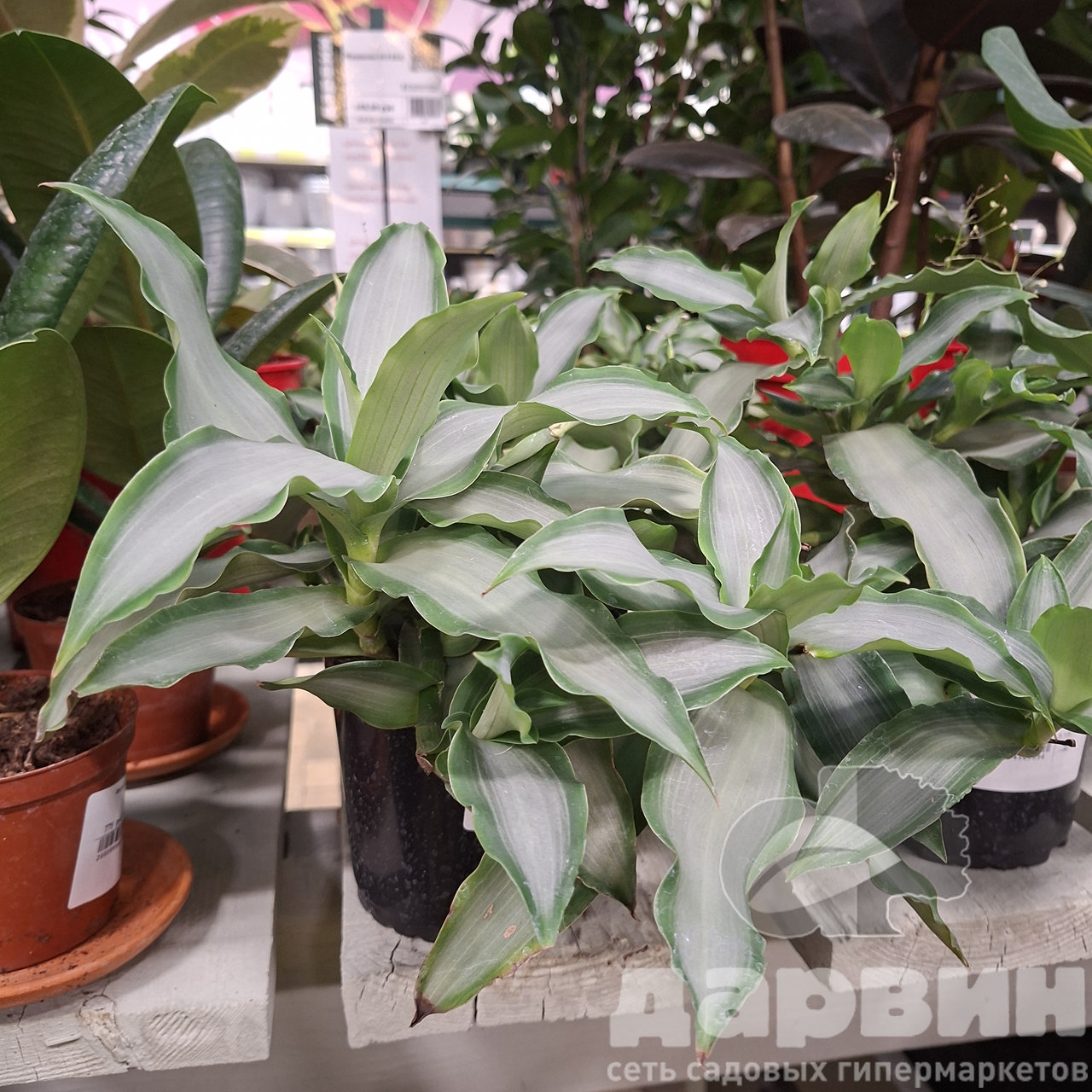 Мурдания d12 ЕСС 