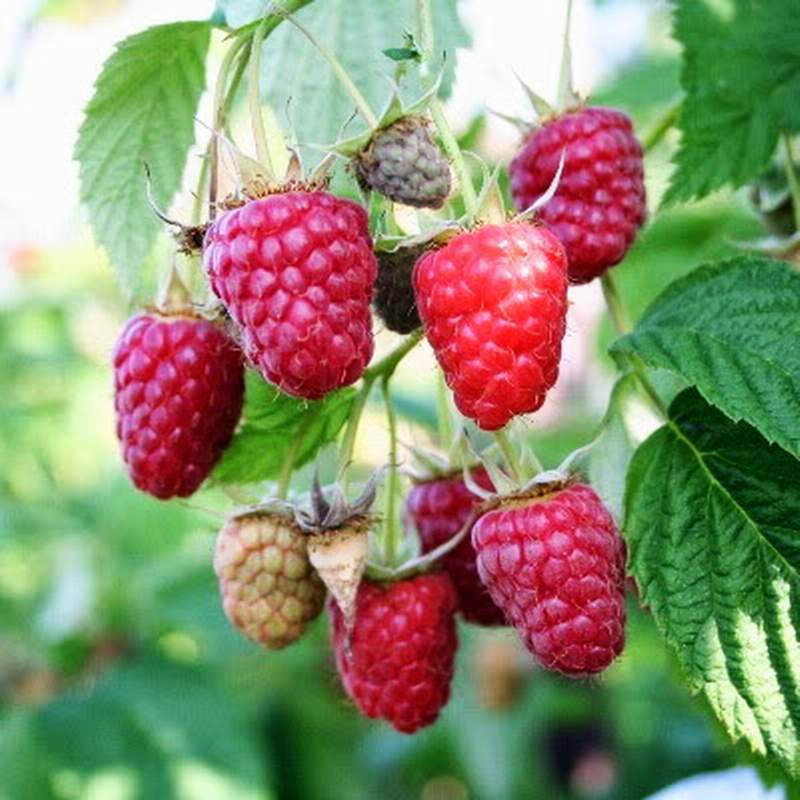 Малина Бенефис красн v2 Tim 