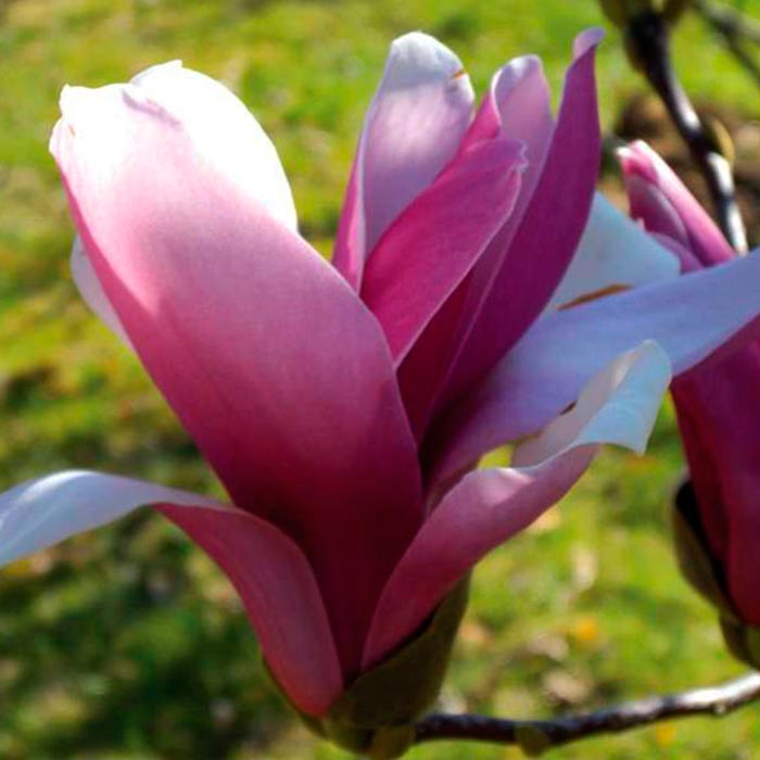 Магнолия Betty C3 BL 2017 