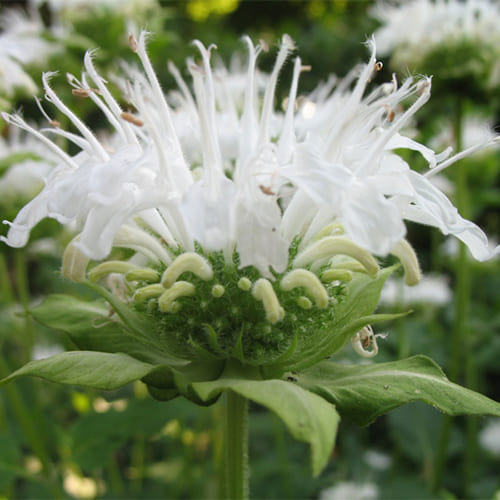 Монарда гибридная Шнеевитхен v5 Tim 