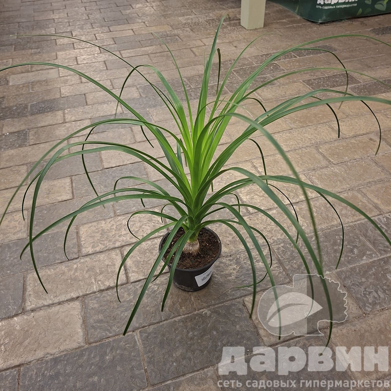 Нолина д12 х20 ХР WM