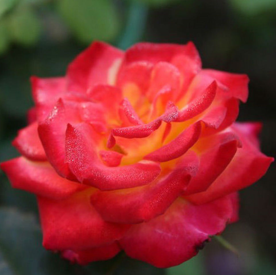 Роза чайно-гибридная Шато Гискур в коробке ZP 