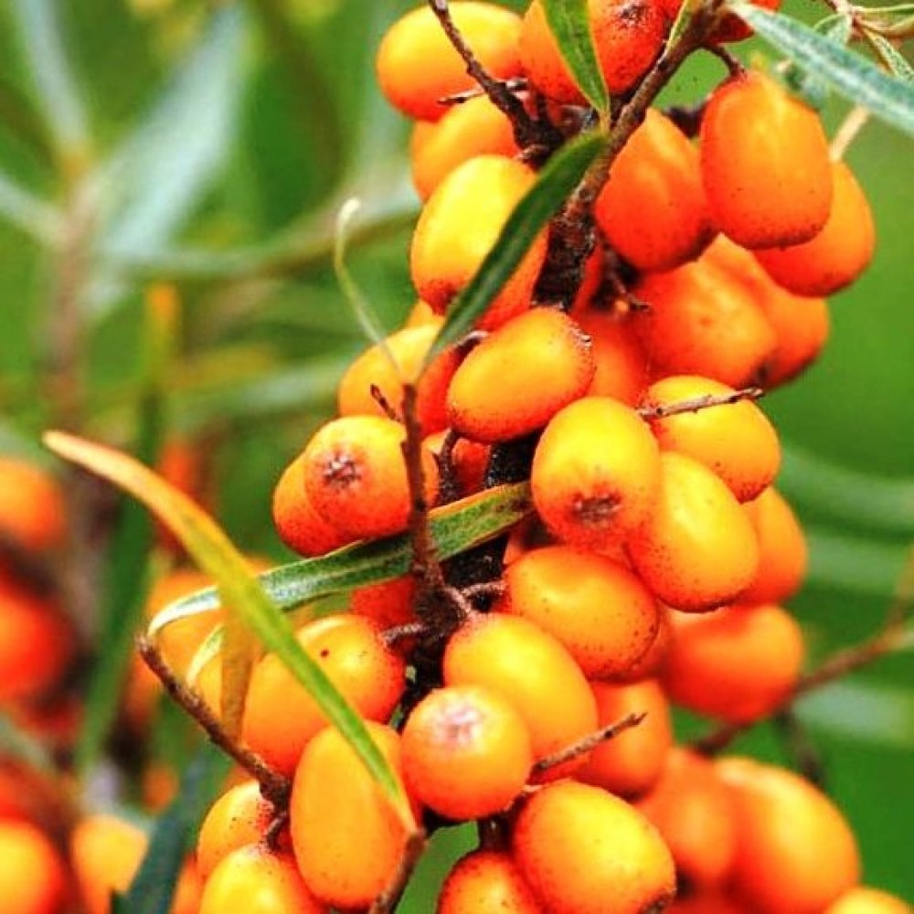 Облепиха Ажурная, 2-х летка 