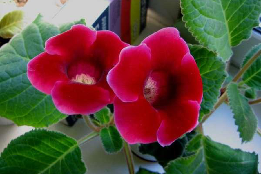 Клубень глоксиния Этойле де Фью 12/14 3шт/уп 