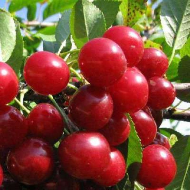 Дюк Факел средн v7 100-140 Tim по цене  Дюк Факел средн v7 100-140 Tim