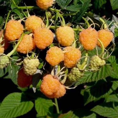 Малина ремонтантная Абрикосовая желт v2 ЦО 