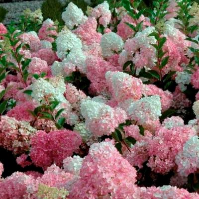 Гортензия метельчатая "Пинки Винки" 20-60см с2 