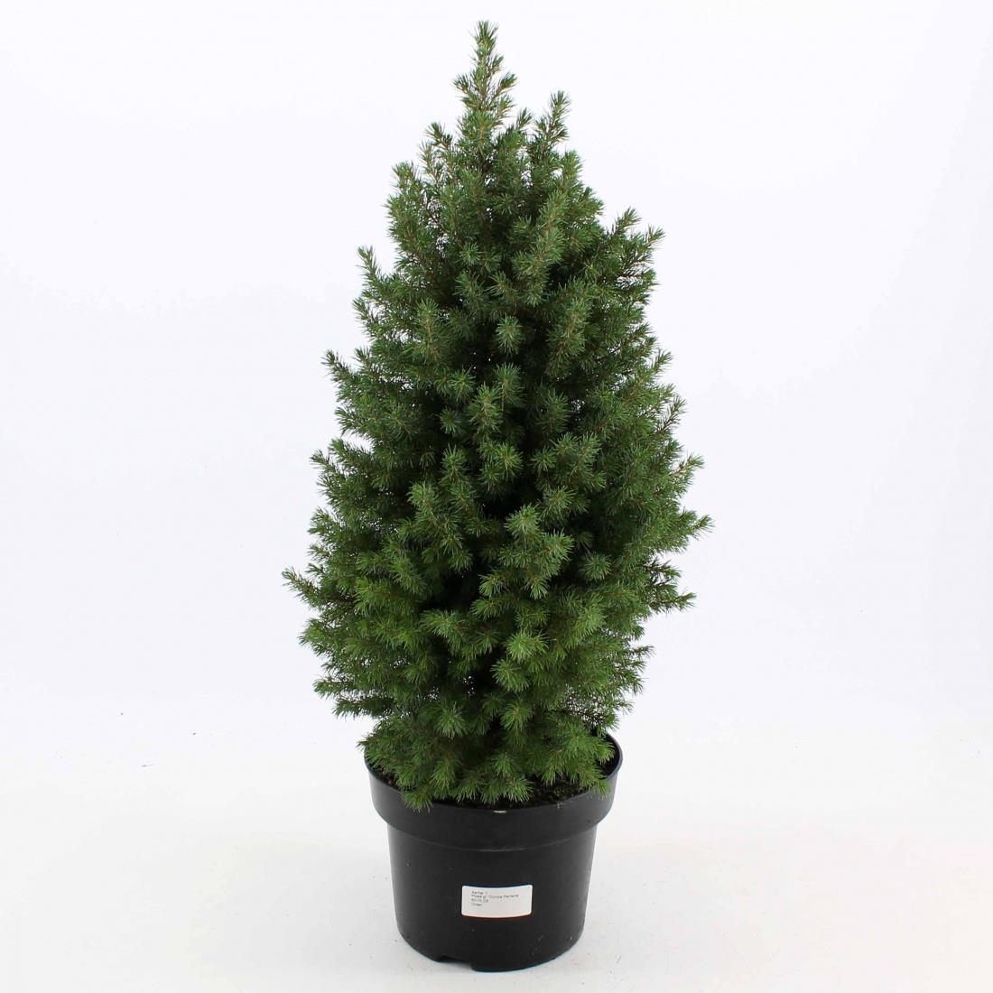 Ель Перфекта d9 h30 