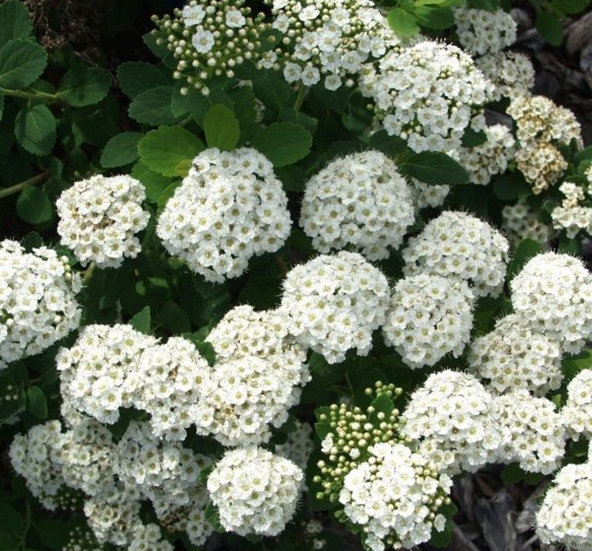 Спирея березолистная Tor с2-с3  Nik 