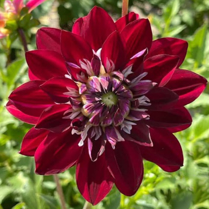 Клубень Георгина декоративная Кинг Артур 1шт. Поиск 