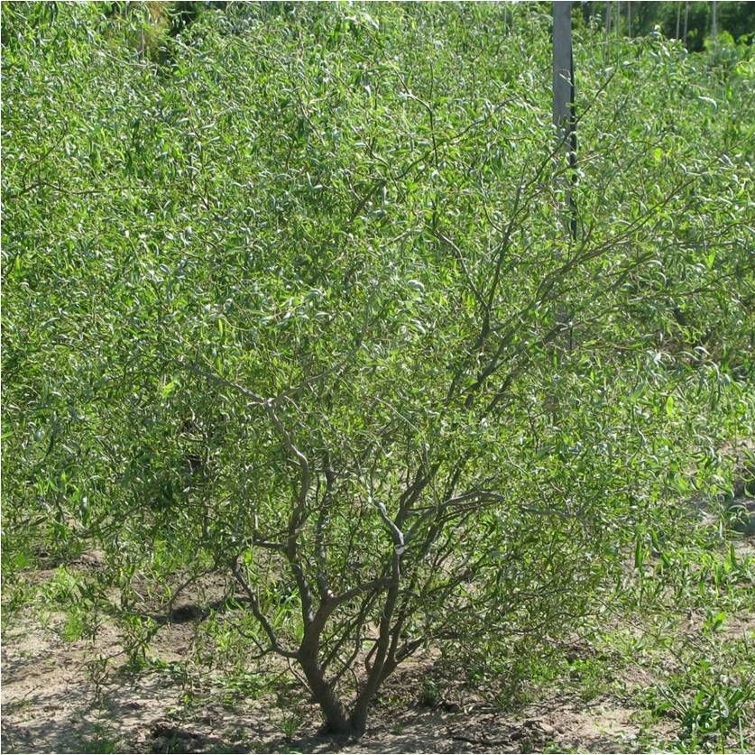 Ива Свердловская Извилистая II v5 150-175 