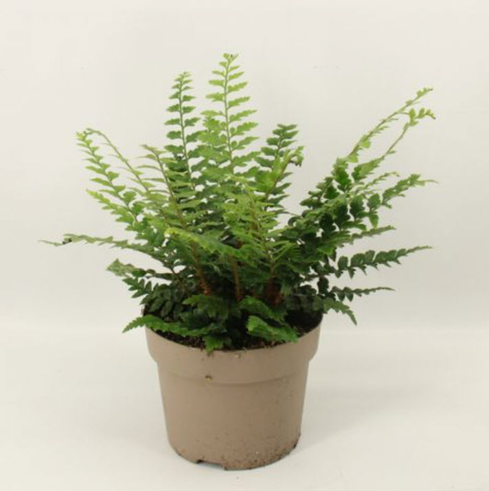 Полистихум Неолобатум d12 h30 