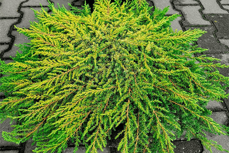 Можжевельник Лемон Карпет C7,5/P26 