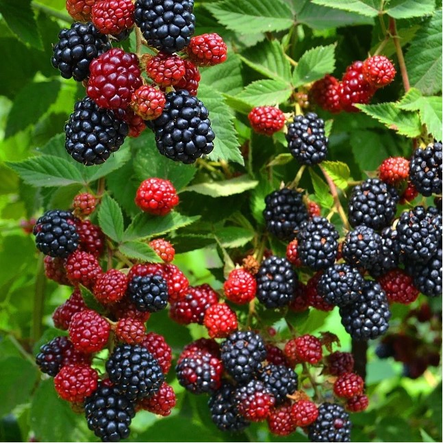 Ежевика бесшипная Дирсен Торнлесс v2 Tim по цене  Ежевика бесшипная Дирсен Торнлесс v2 Tim