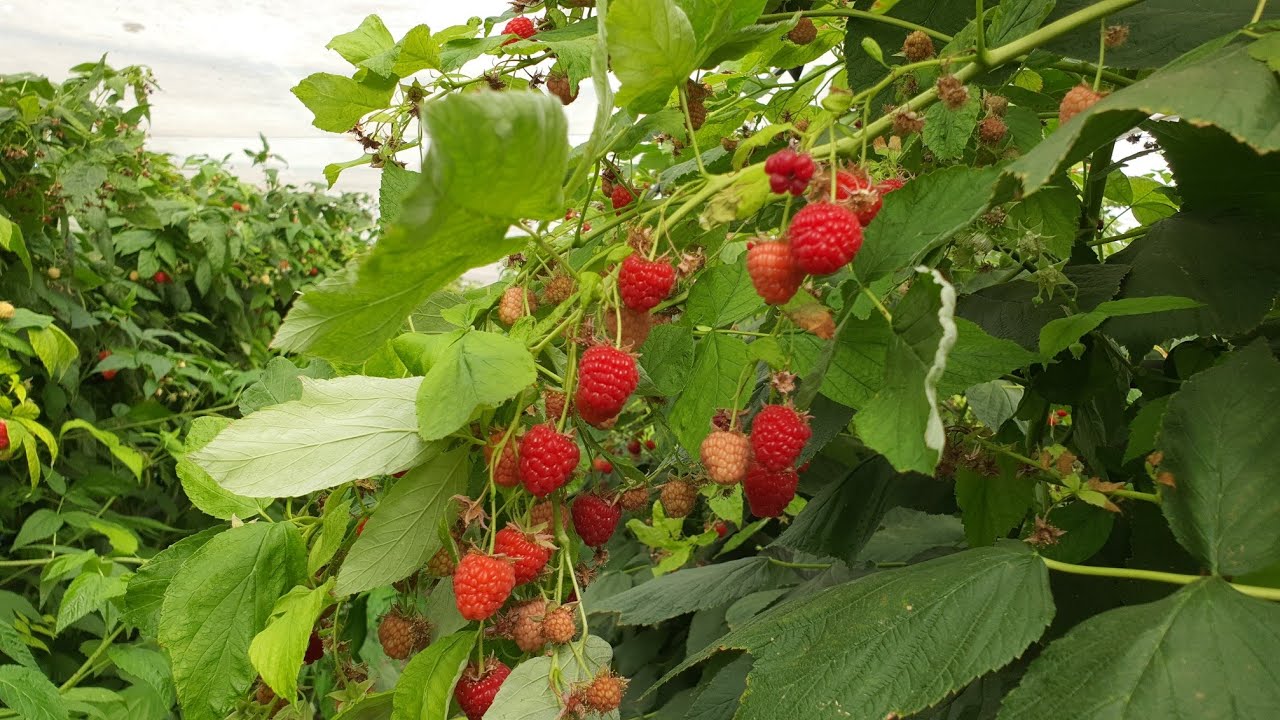 Малина ремонтантная Радианс красн v2 Tim 