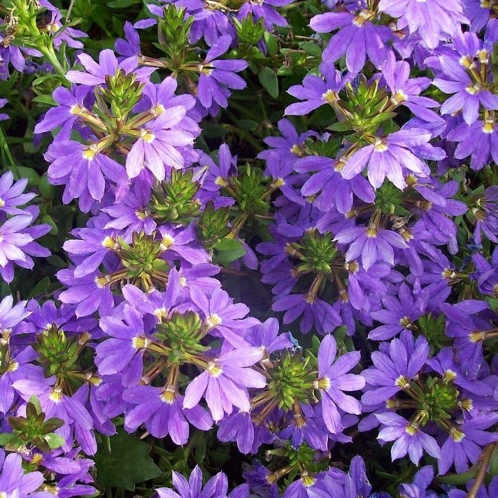 Сцевола d12 Tim 