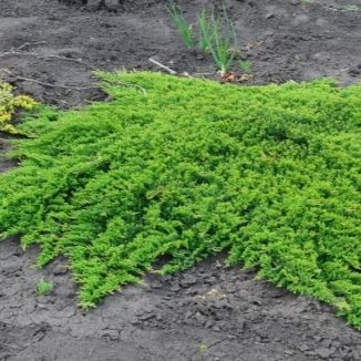 Можжевельник горизонтальный Принц оф Уэльс v5 20-30 YP 