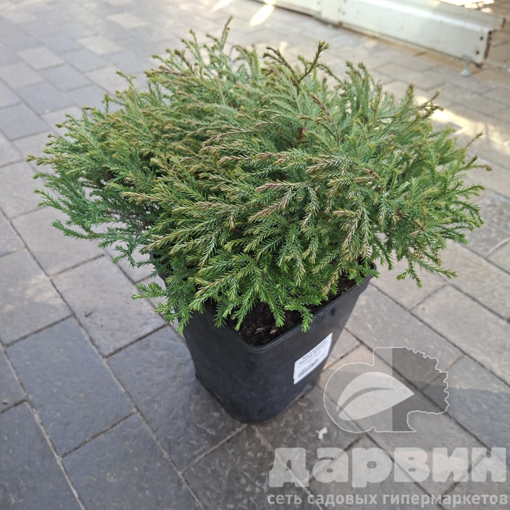 Туя западная Мистер Боулинг Болл v2 Lav 