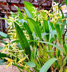 Многолетник (ценовая категория 129руб) SW 