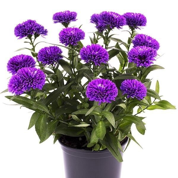 Астра Шоумэйке Блю Мун d12 ХР 