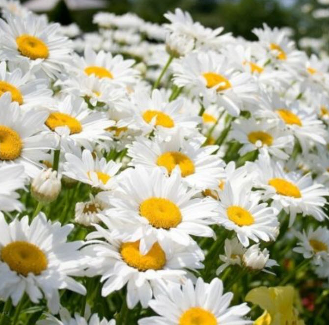 Ромашка садовая Леоконтентум d12 ЦВ 