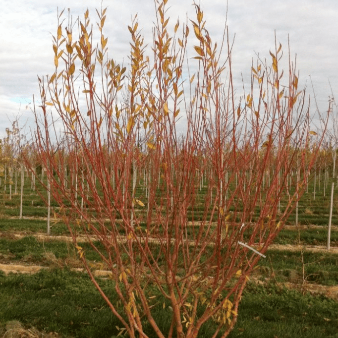 Ива Флейм v3 80-120 Lav 