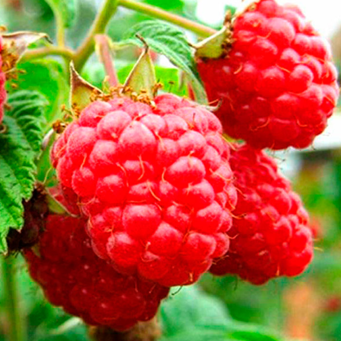 Малина Скромница красная в коробке Tim 