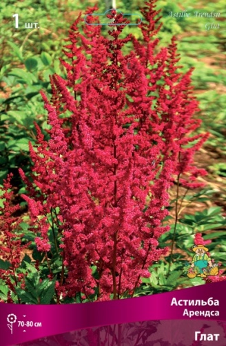 Корневище Астильба Арендса Глат I 1шт Поиск 