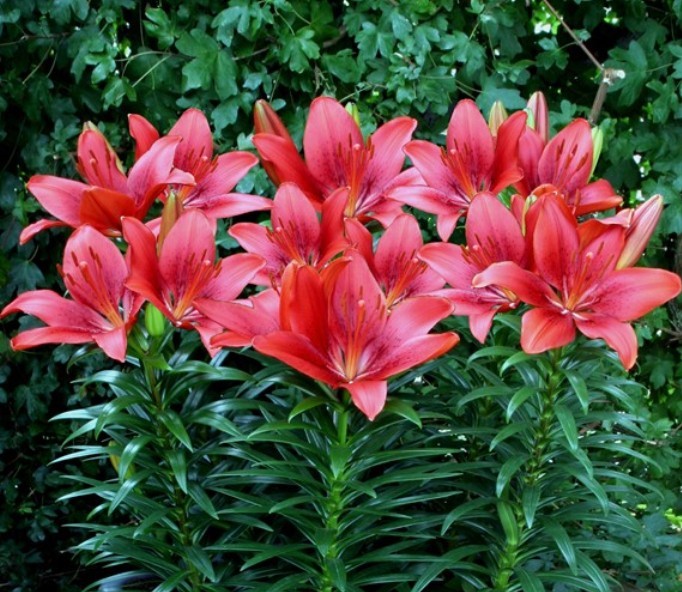 Лилия азиатская горшечная Хэппи Харт d15 Tim 