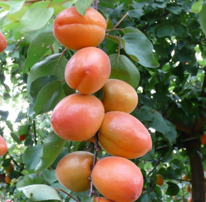 Абрикос Вондер Кот v7 ХР 